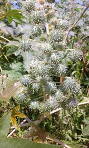 A semente txica devido principalmente a uma protena chamada ricina, que curiosidade: A Mamona Planta Nativa Usada Para Ornamentar Quintais E Jardins Veracruzence