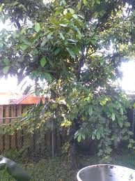 We did not find results for: One Of My Favorite Trees Chocolate Pudding Fruit Black Sapote Floridaurbangardening