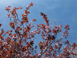 Die meisten tomaten verfärben sich im laufe des reifeprozesses vom anfänglichen grün zu einem saftigen rot. Baumschule Eggert Blutenstraucher Baumschulen Heckenpflanzen Blutpflaume Prunus Cerasifera Nigra Direkt Von Der Baumschule Bestellen