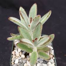 Kalanchoe Tomentosa Panda Plant Planting Succulents Succulents Unusual Plants