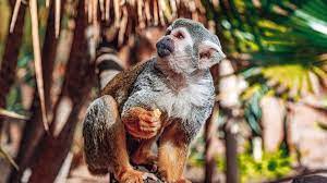 Visit Monkey Park - Tenerifes Best Interactive Zoo