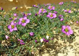 Image result for Fagonia