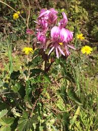 Image result for Sphenostylis erecta