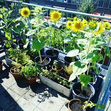 My Balcony Garden Gardening