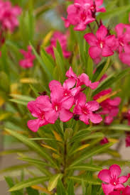 All flowers are beautiful, but did you know that there are a few flowers you can eat? 15 Poisonous Plants And Flowers Toxic Plants That Could Kill You