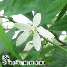 Image result for Turraea obtusifolia