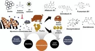 Image result for Mycotoxin