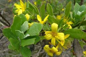 Image result for Chrysanthemoides