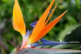 Les bonnes conditions pour faire fleurir une strelitzia reginae : Oiseaux De Paradis Plantation Taille Et Conseils D Entretien
