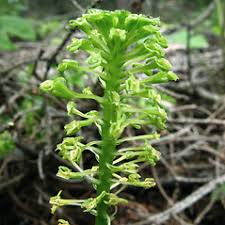 Image result for Malaxis