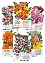 Milkweed Seed Collection Milkweed Seeds Milkweed Milkweed Plant