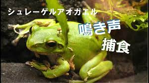 シュレーゲルアオガエル 鳴き声/捕食シーン The frog is beautiful.【エビとカニの水族館】 - YouTube