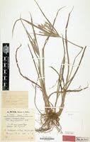 Image result for Cyperus zollingeri