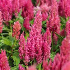 Image result for Celosia