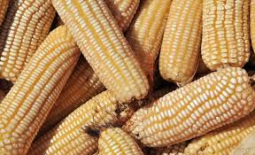 Maybe you would like to learn more about one of these? Ministry Of Agriculture Cabinet Secretary Cs Kenya News Agency