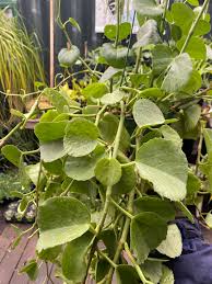 Image result for Cissus integrifolia