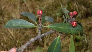 Image result for Symphonia globulifera