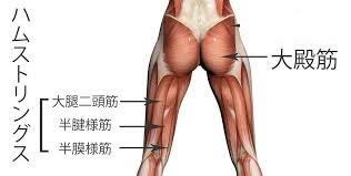 股関節後面の筋肉群(伸筋群) - 股関節痛は怖くない！～変形性股関節症 ...