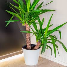 Image result for dracaena