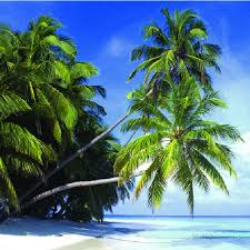 Coconut water has recently become a popular drink for athletes. Coconuts Over A Lagoon Image Vimla Patil Http Www Vimlapatil Download Scientific Diagram