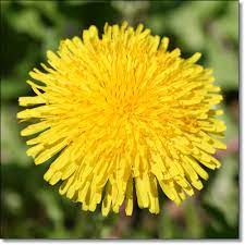 Scarica questa immagine gratuita di fiori spontanei gialli dalla vasta libreria di pixabay di immagini e video di pubblico dominio. 3 Idee Per I Fiori Di Tarassaco 3 Idea With Dandelion Flowers Crumpets Co