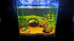 You may find that you need more things than you thought. Betta Fish Tank Pet Supplies For Fish Fish Tanks On Carousell