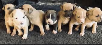We did not find results for: Xl Bully Puppies For Sale Ukpets