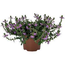 Image result for foto Vějířovka