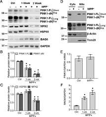 Mackenzie mcdonald page on flashscore.com offers livescore, results, fixtures, draws and match details. Chronic Treatment With The Complex I Inhibitor Mpp Depletes Endogenous Pten Induced Kinase 1 Pink1 Via Up Regulation Of Bcl 2 Associated Athanogene 6 Bag6 Journal Of Biological Chemistry