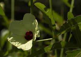 Image result for Hibiscus nigricaulis