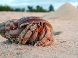 The crab is stiff, can barely move and is also shedding its exoskeleton. Rampant Death For Hermit Crabs Who Confuse Plastic Trash For Shells