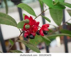 Image result for Myrsinaceae