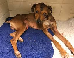 Injured dog “Bruce” fighting for his life after having eye removed –  cumbriacrack.com