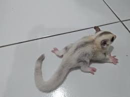 True Platinum Mosaic Tpm Two One Sugar Glider Facebook