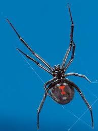 Widow spiders and humans rarely interact. Common Spider Bite Symptoms Household Wolf Spider Everyday Health