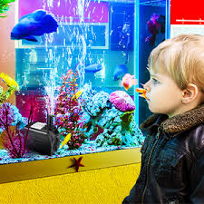 Biota laut bercangkang yang memiliki nama hermit crab wooden log ini gemar bersembunyi di balik cangkangnya. Amazon Com Jhua Fountain Pump 300gph 1200l H 21w Submersible Water Pump Ultra Quiet Fountain Pumps Submersible Outdoor With 5 9ft Power Cord 3 Nozzles For Aquarium Fish Tank Pond Statuary Hydroponics Pet Supplies