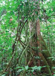 Image result for Campylostemon angolense