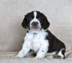 Stella English Springer Spaniel Puppy For Sale In Shippensburg Pa Lancast Spaniel Puppies For Sale English Springer Spaniel Puppy Springer Spaniel Puppies