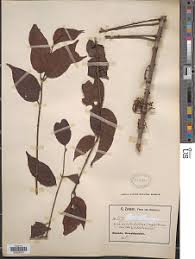 Image result for Globimetula kivuensis