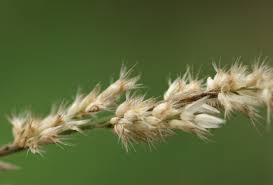 Image result for Enneapogon scoparius