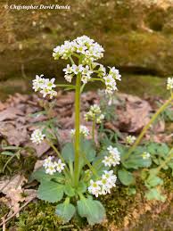 Image result for Micrargeria