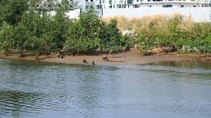 Before that, it was full of wild vegetation and rubber trees. Otters In Sungai Udang Melaka Pt 2 Youtube