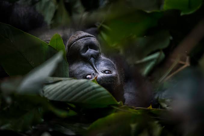 World Gorilla Day - Всесвітній день горили