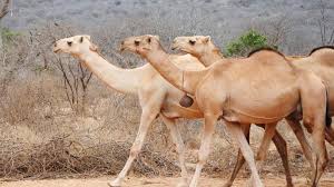 Dromedare und trampeltiere gehören zur familie der kamele und. Viehzuchter Steigen Auf Kamele Um Tierwelt