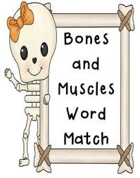 Word Match Worksheets Human Body Skeletal System Muscular System Skin Skeletal And Muscular System Muscular System Human Body Systems