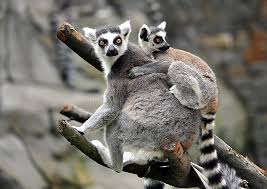 Blume, maki, mack, sommerblumen, natur, im sommer von, wunderschönen california roll, kalifornien maki, maki, fisch, lebensmittel, japanisch, rollen, sushi, kalifornien. Affe Maki Stockfoto Bild Von Lemurs Kopf Tiere Kupplungen 89661180