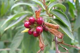 Image result for Cestrum elegans