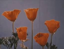 Maybe you would like to learn more about one of these? Aesthetic Flower Gif Aesthetic Flower Bloom Discover Share Gifs