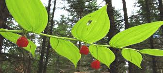 Image result for Streptopetalum