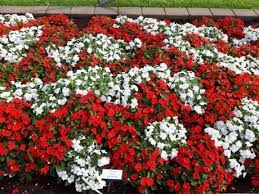 Huge white, yellow and red roses make the border of this. Summer Recap Panamerican Seed Showcases Highlights